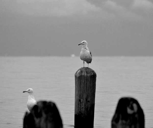Seagulls Delaware Bay NJ
